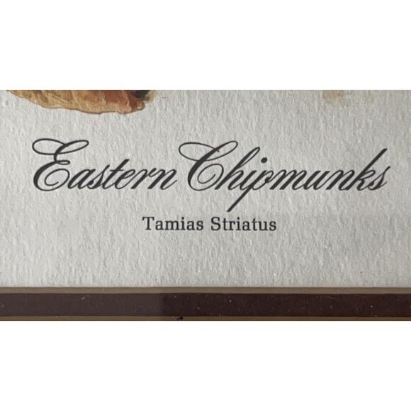 Jim Oliver Signed Print Eastern Chipmunks Framed Wildlife Art Plate 20 - Picture 6 of 15